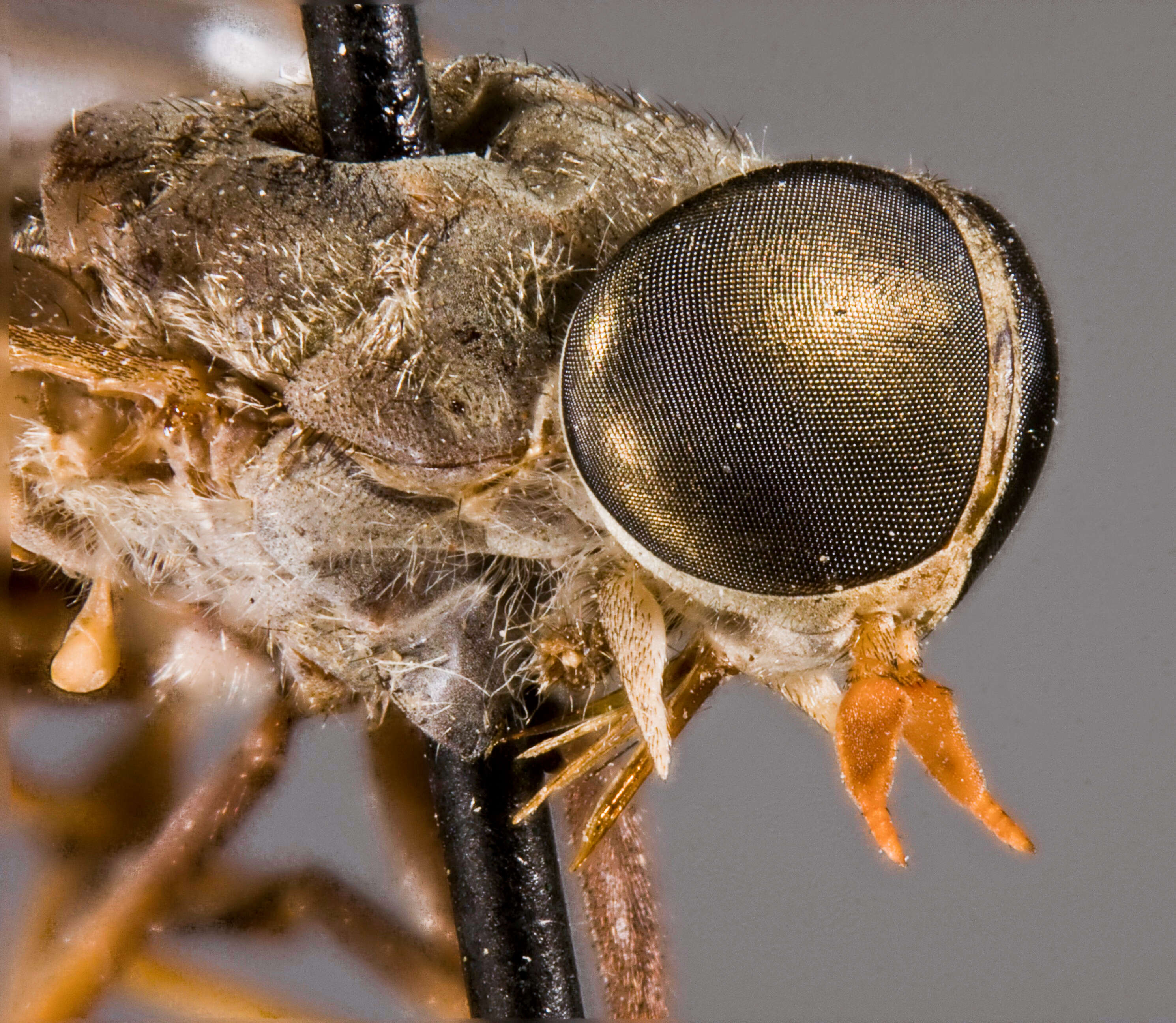 Image of Tabanus ardalus Philip 1960