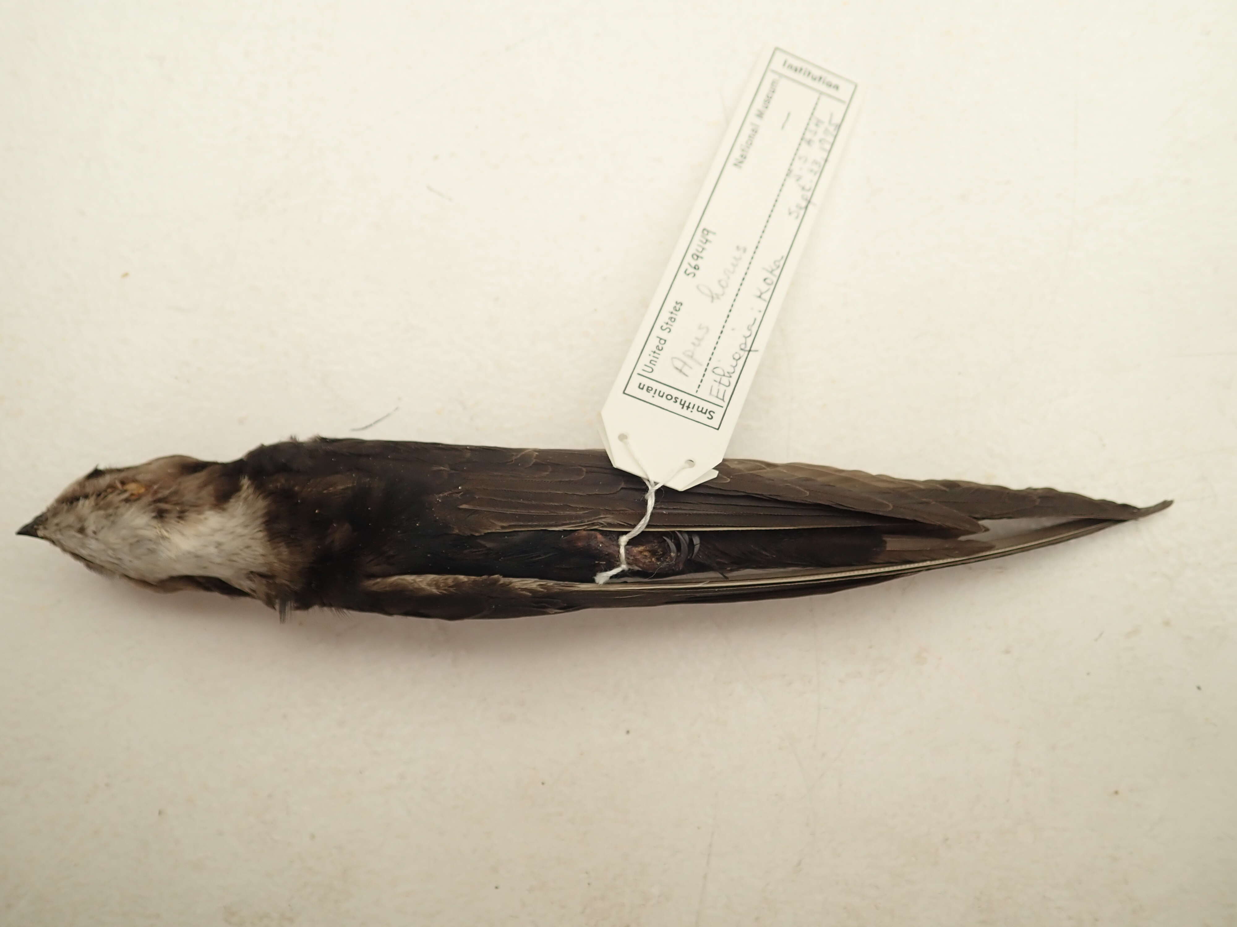 Image of Horus Swift