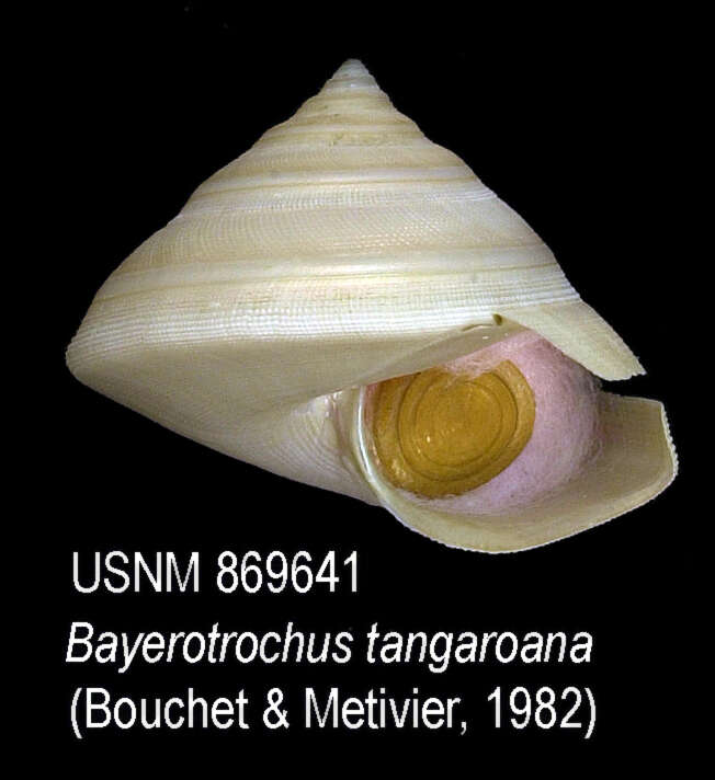 Image of Bayerotrochus tangaroanus (Bouchet & Métivier 1982)