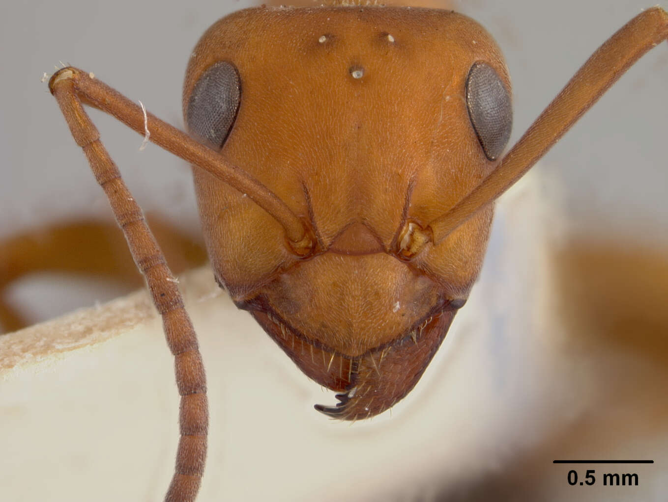 Слика од <i>Formica truncicola</i>