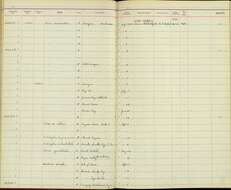 Sivun Vireo crassirostris crassirostris (Bryant & H 1859) kuva