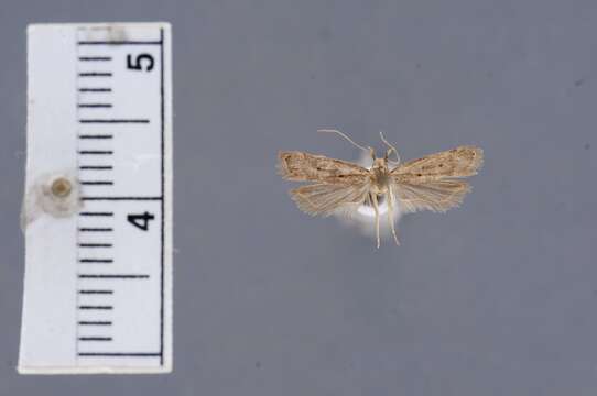 Image of Lecithocera improvisa Diakonoff 1967