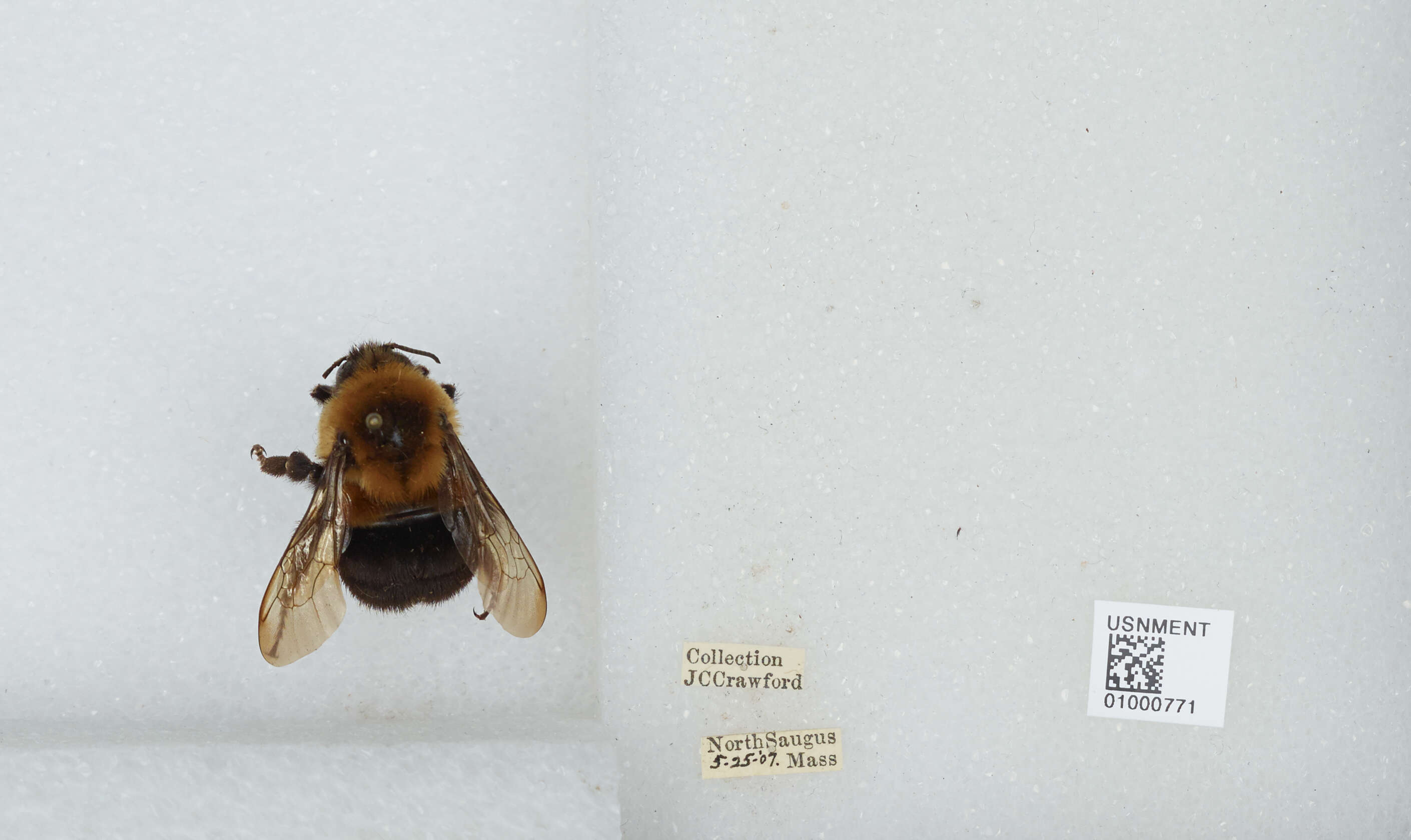 Image of Common Eastern Bumblebee