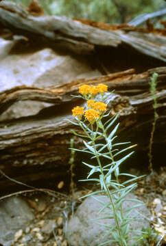 Image of butterfly milkweed