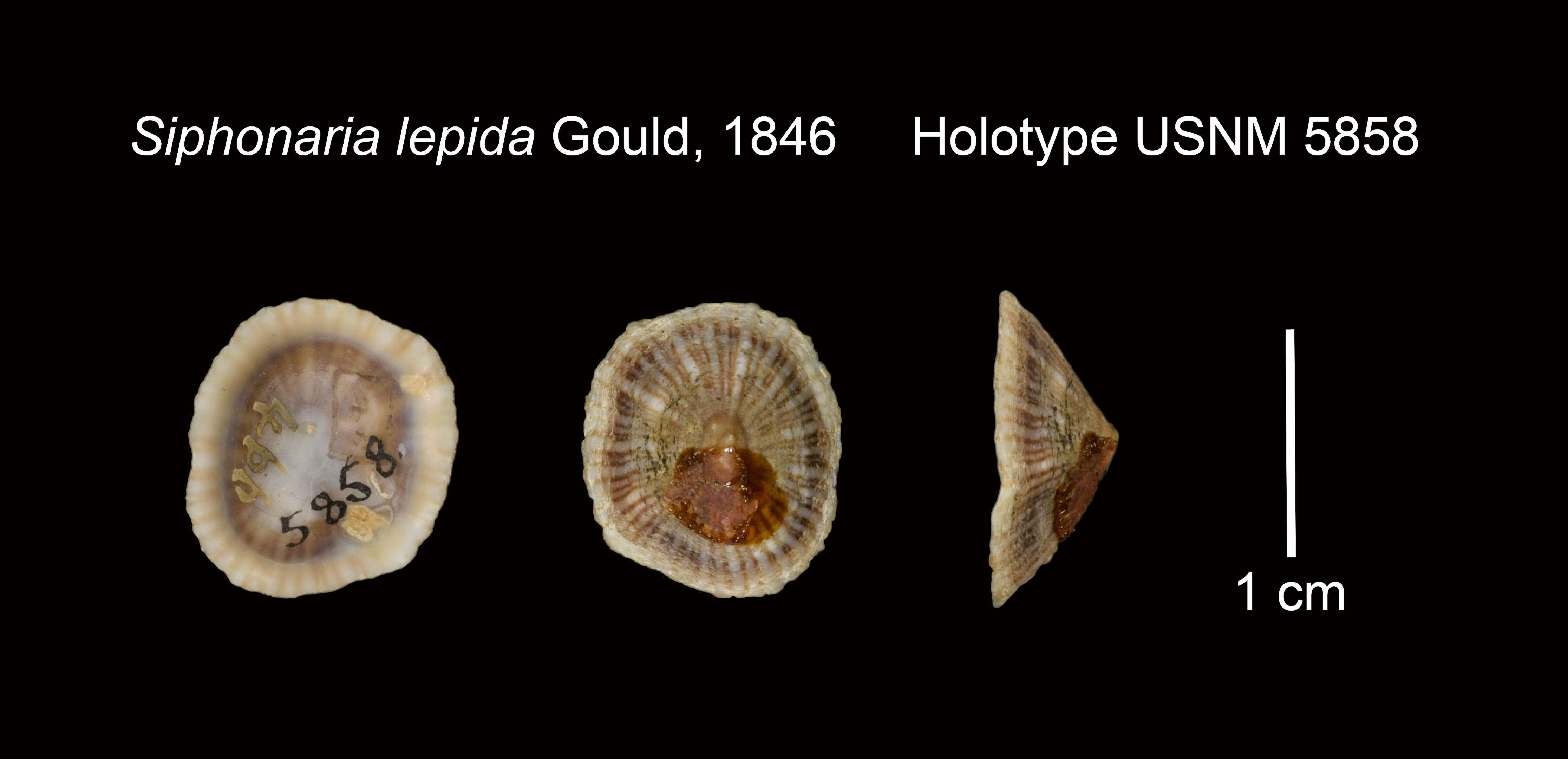Image of Siphonaria lepida Gould 1848