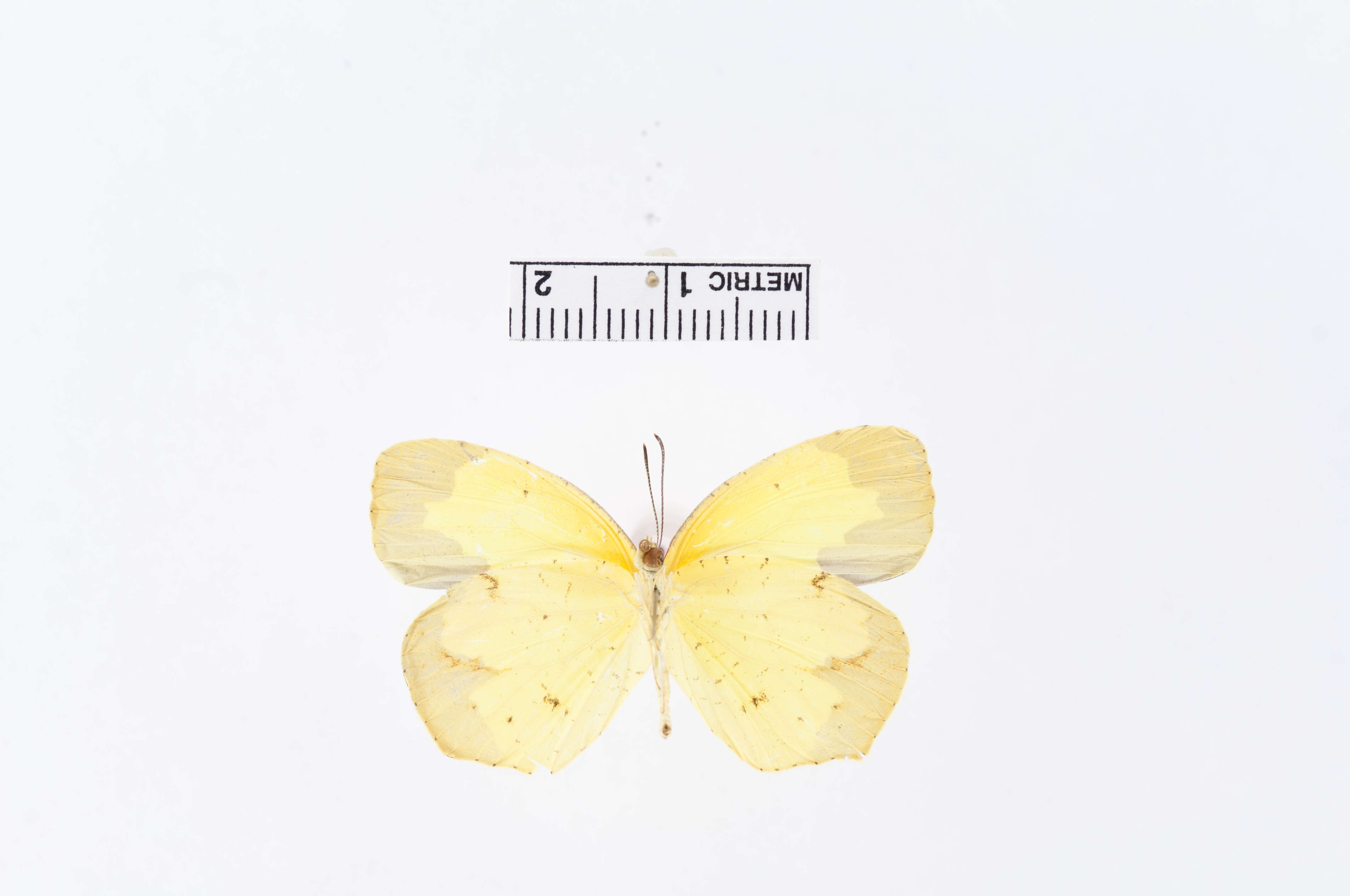 Image of Eurema arbela Geyer 1832