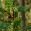 Image of Actinostemon lasiocarpus (Müll. Arg.) Baill.