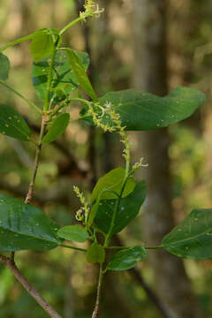 Image of Actinostemon lasiocarpus (Müll. Arg.) Baill.