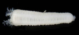 Image of slender footless sea cucumber