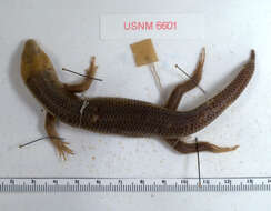 Image of Sumichrast's Skink