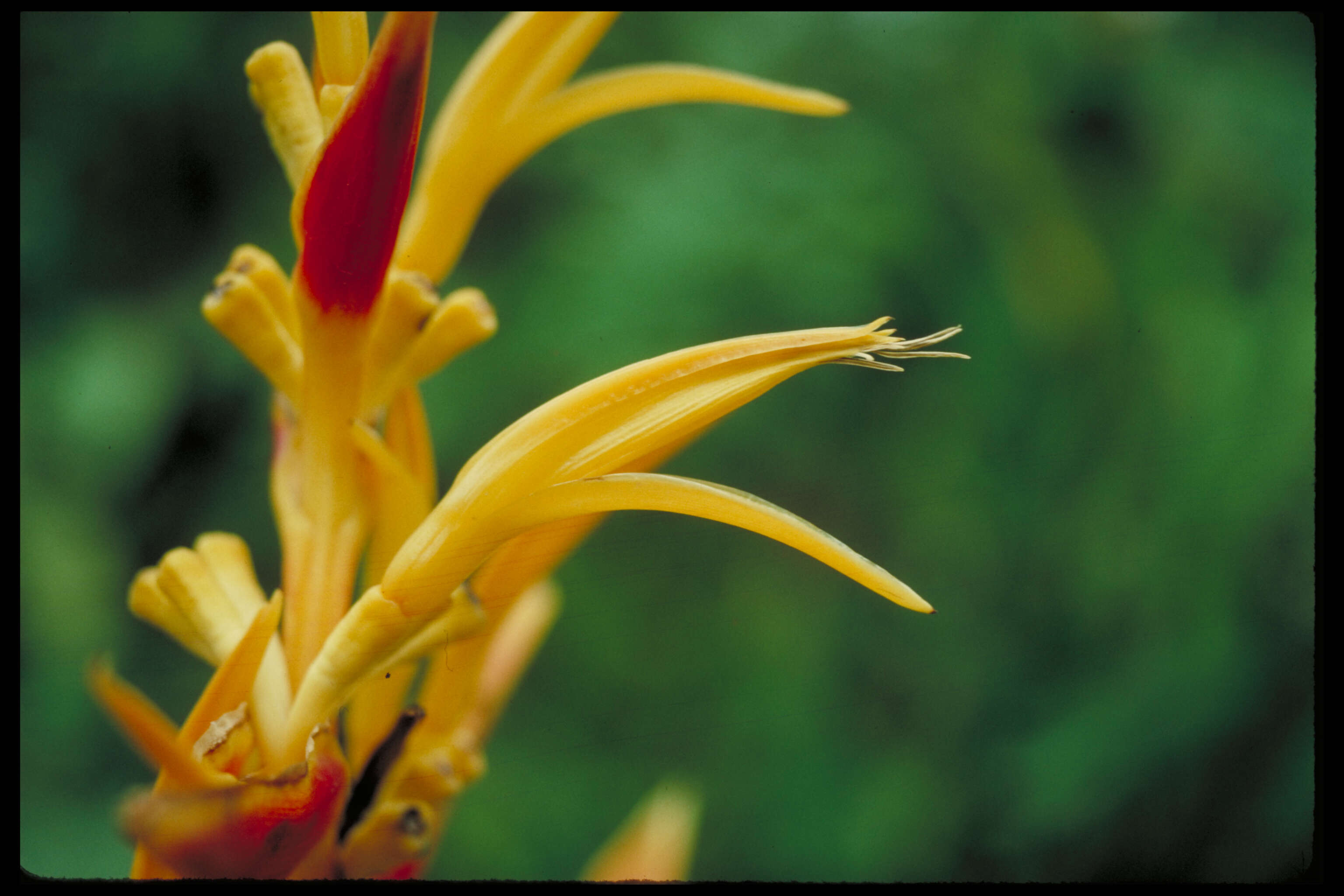 Image of Heliconia nickeriensis Maas & de Rooij