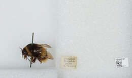 Image of Bombus ignitus Smith 1869