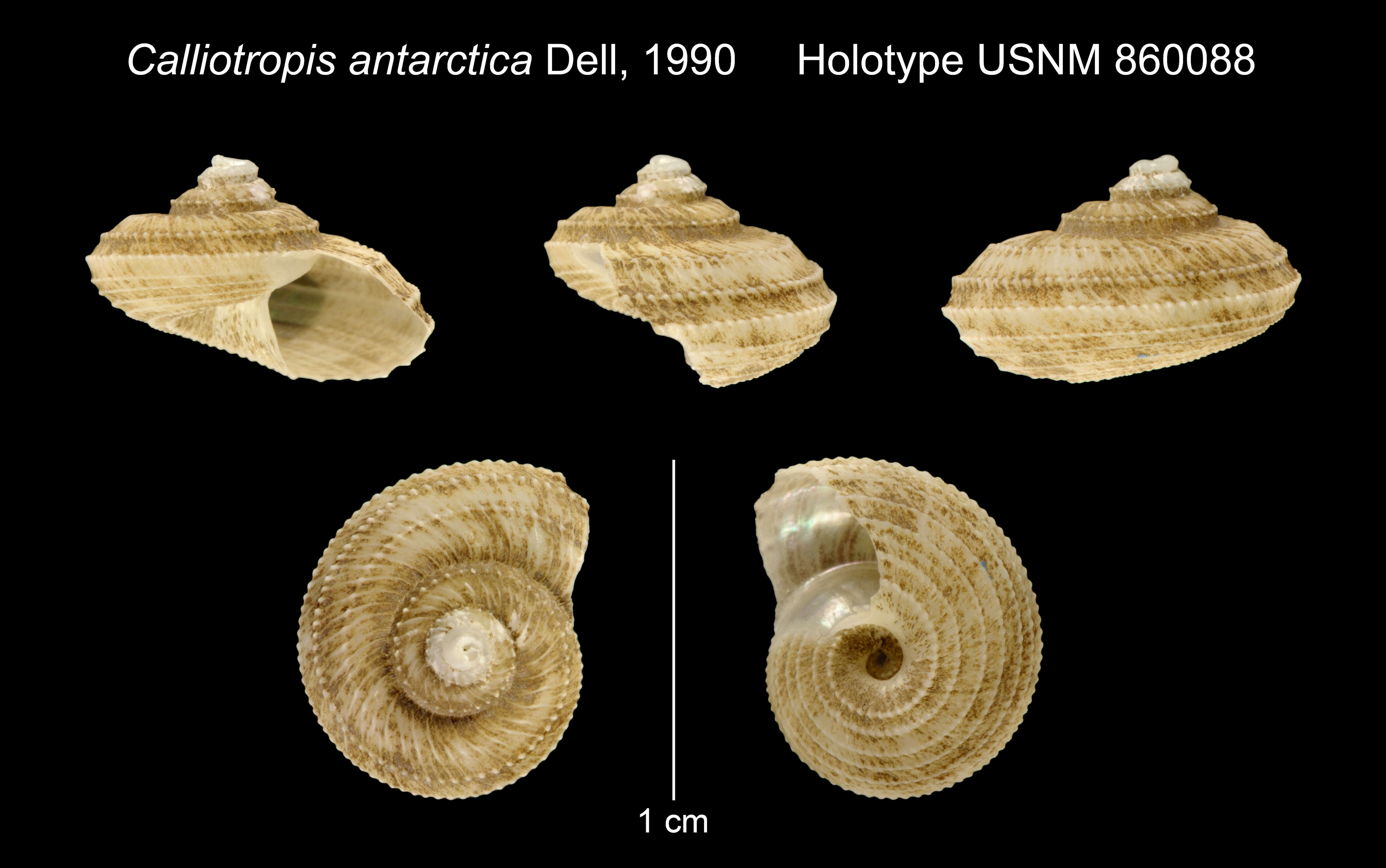 Image de Calliotropis antarctica Dell 1990