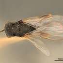 Image of Eurytoma acuta Bugbee 1951