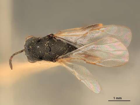 Sivun Eurytoma acuta Bugbee 1951 kuva