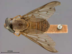 Image of Stenotabanus (Stenotabanus) jaculator Fairchild