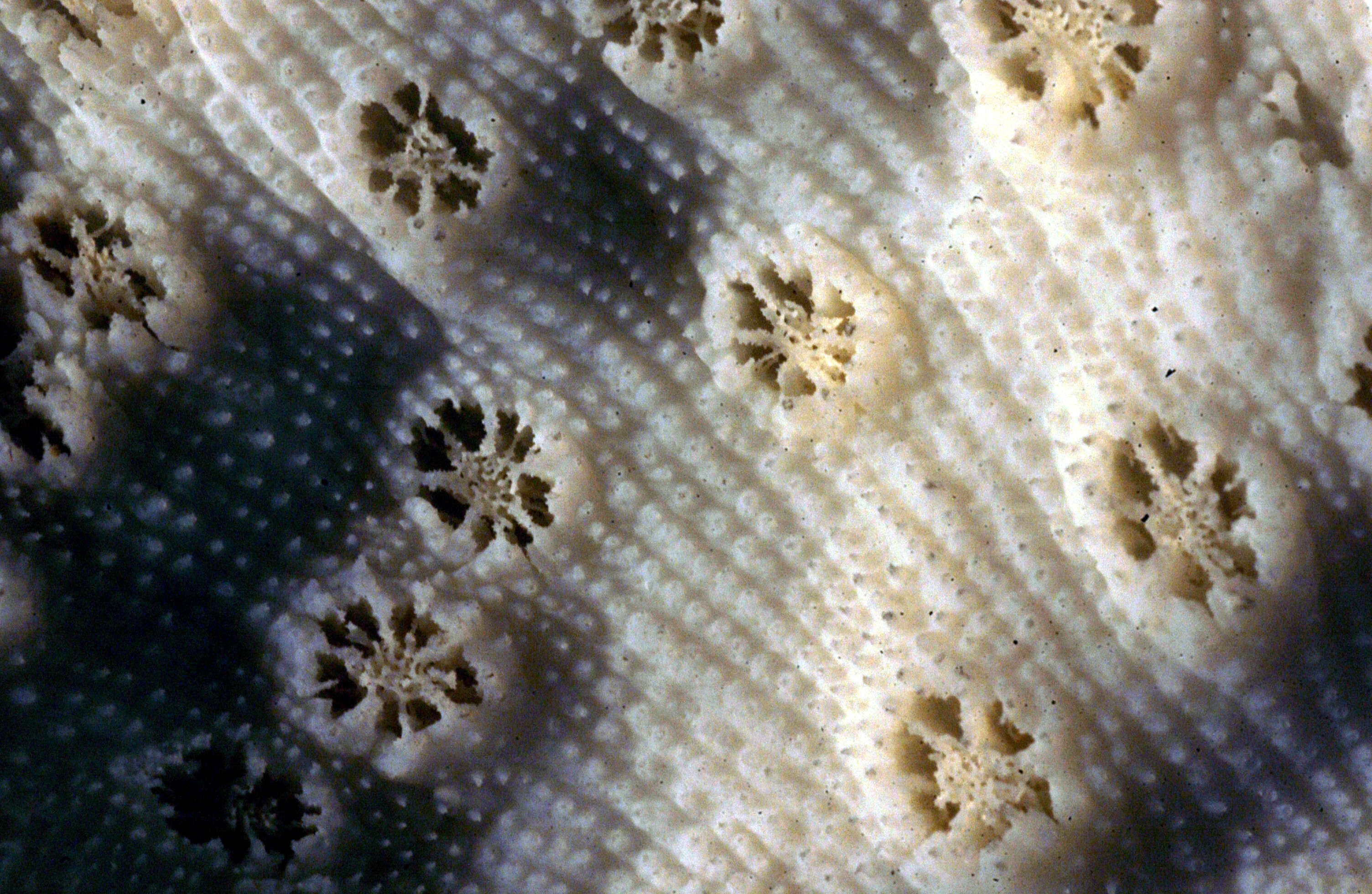 Image of Echinopora undulata Dana 1846