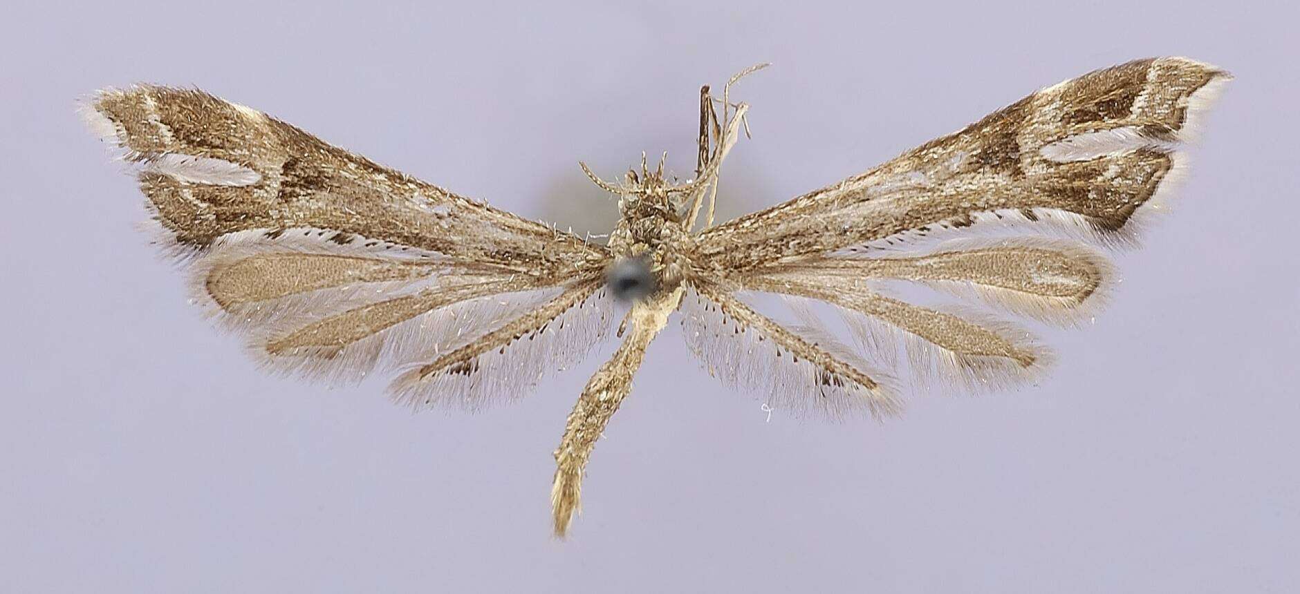 Image of Paraplatyptilia auriga (Barnes & Lindsey 1921)