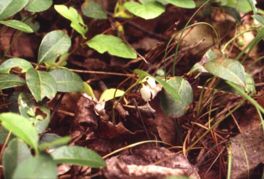 Image of eastern teaberry