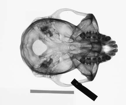 Plancia ëd Trachypithecus cristatus cristatus (Raffles 1821)