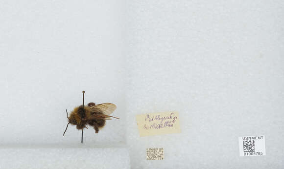 Image of Bombus barbutellus (Kirby 1802)