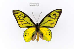 Слика од Ornithoptera tithonus de Haan 1840