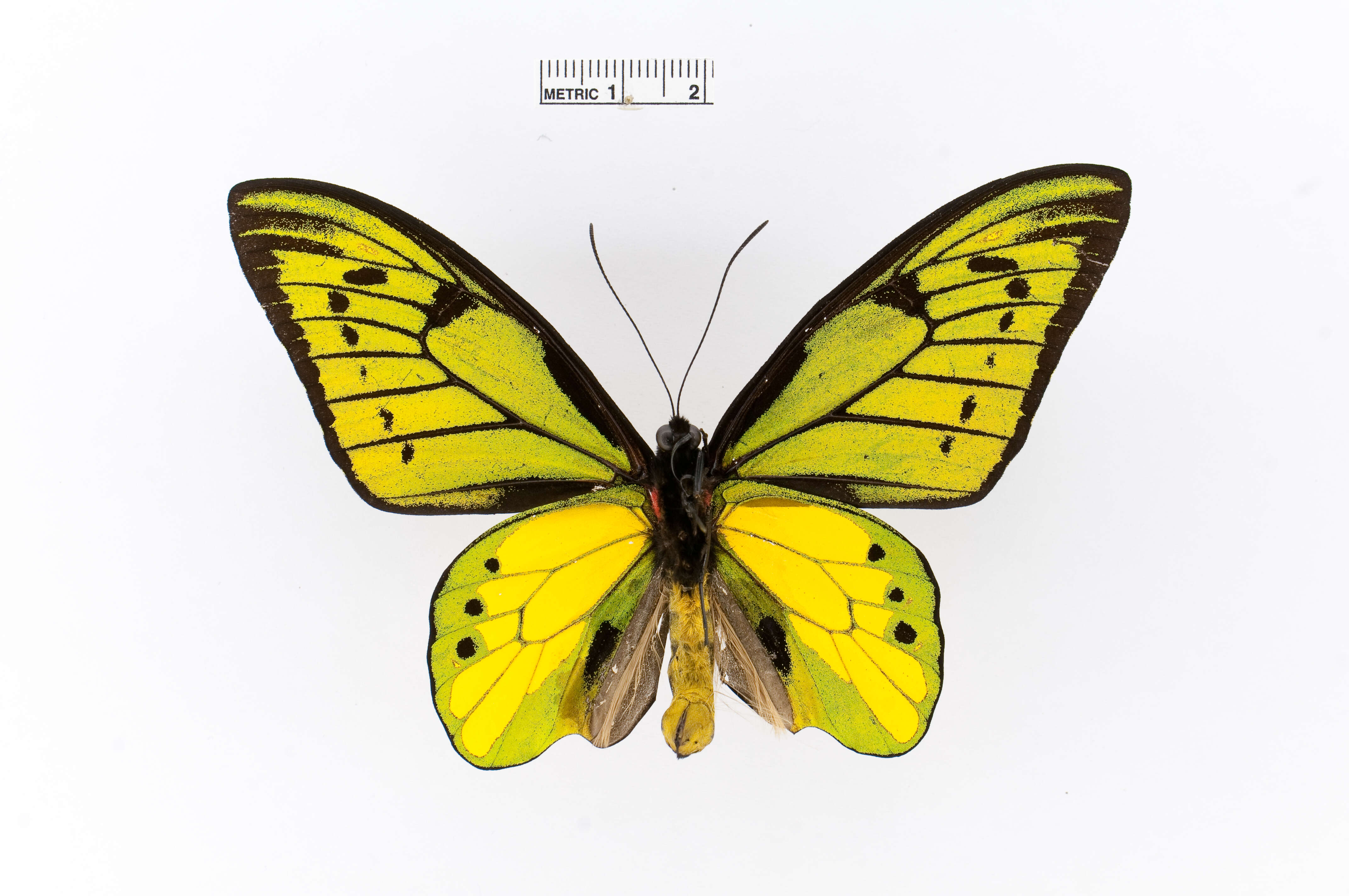 Слика од Ornithoptera tithonus de Haan 1840