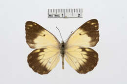 Image of Belenois creona (Cramer (1776))