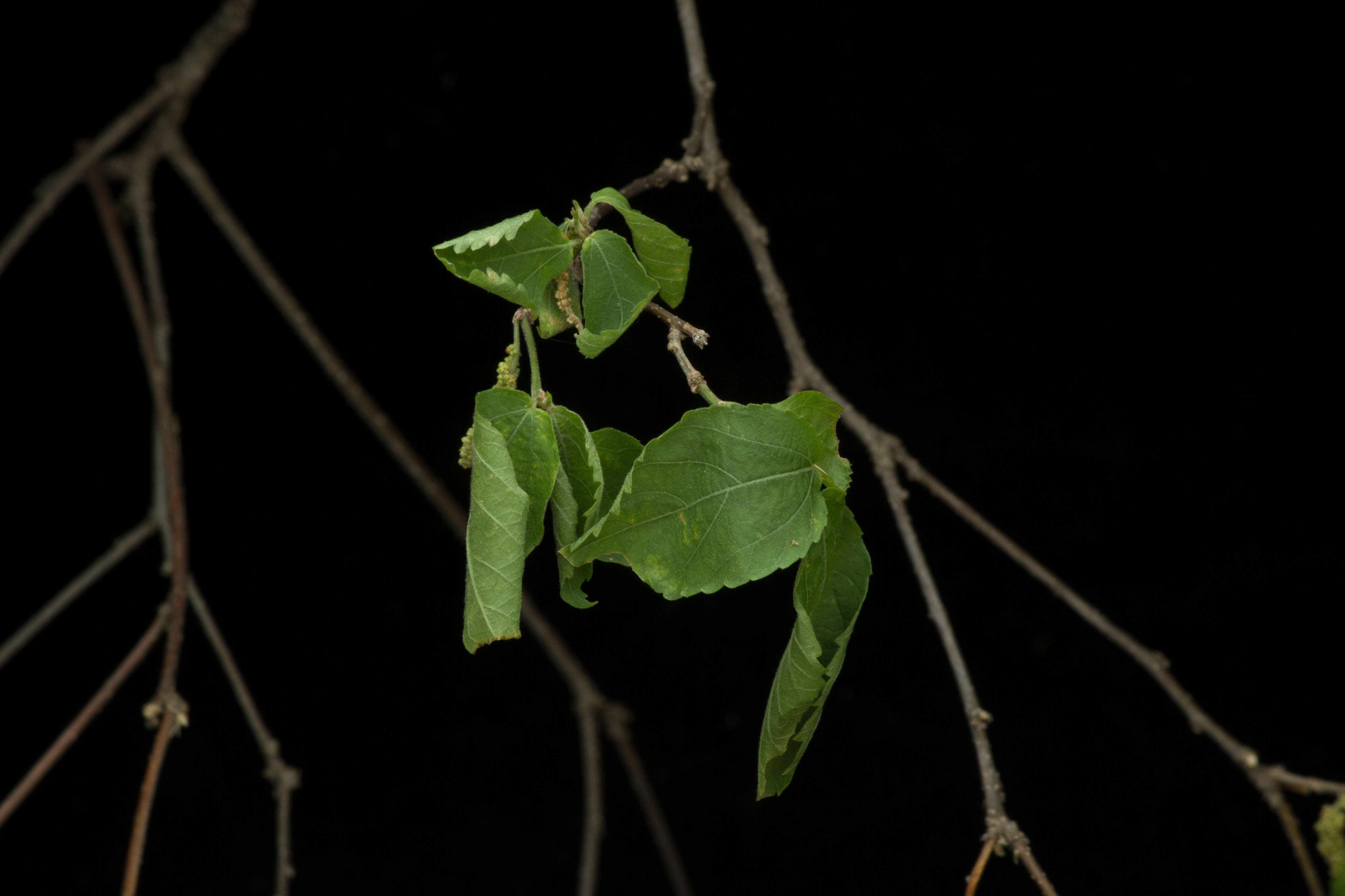 Imagem de Acalypha angustifolia Sw.