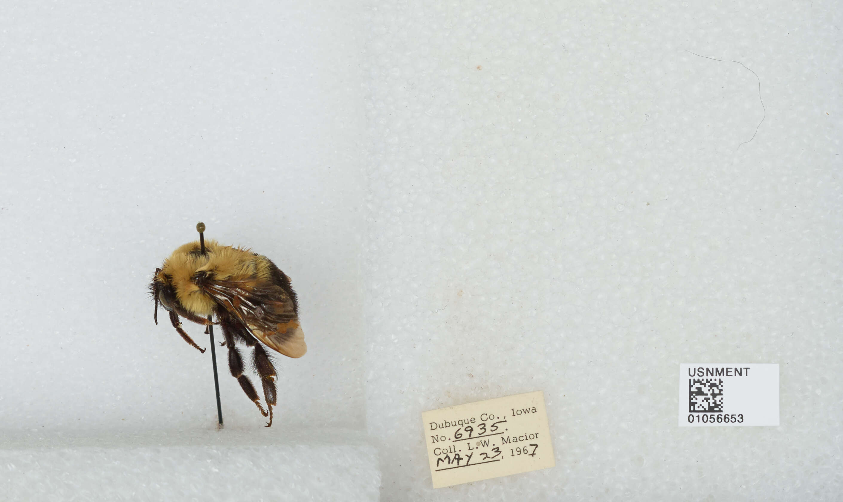 صورة Bombus bimaculatus Cresson 1864