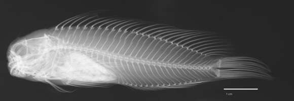 Image of Red-streaked Blenny