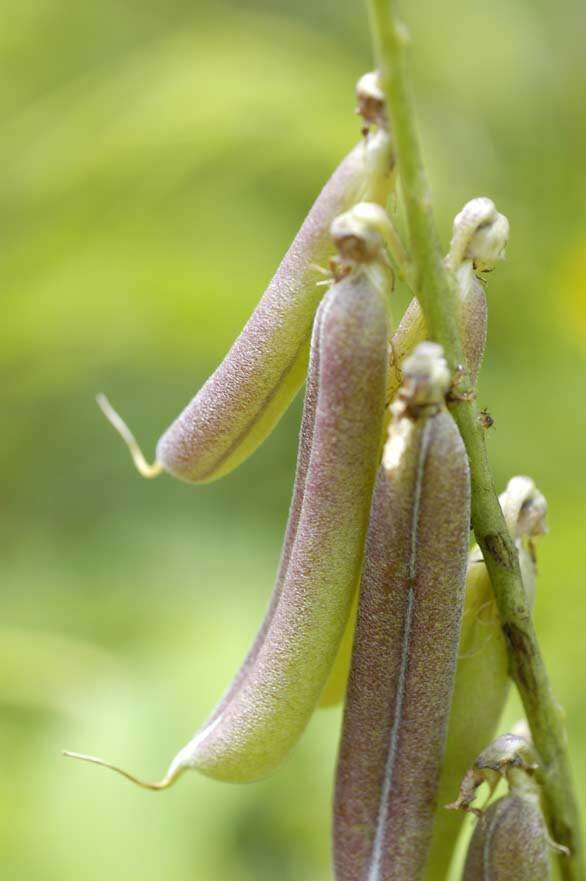 Image of Crotalaria perrottetii DC.