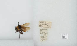 Image of Bombus opifex Smith 1879