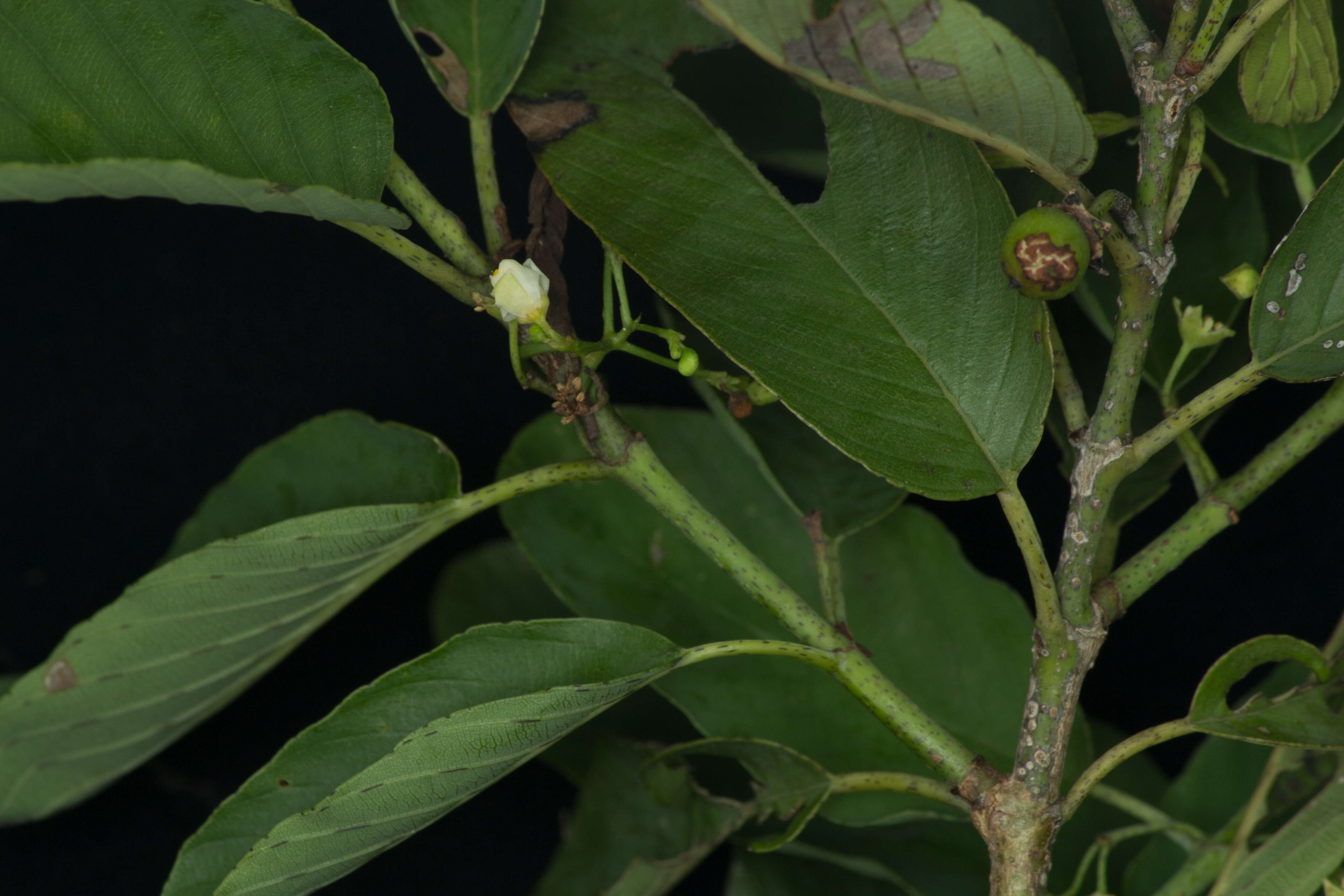 Image of Karwinskia calderonii Standl.