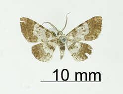 Image de Physocleora albibrunnea Warren 1906