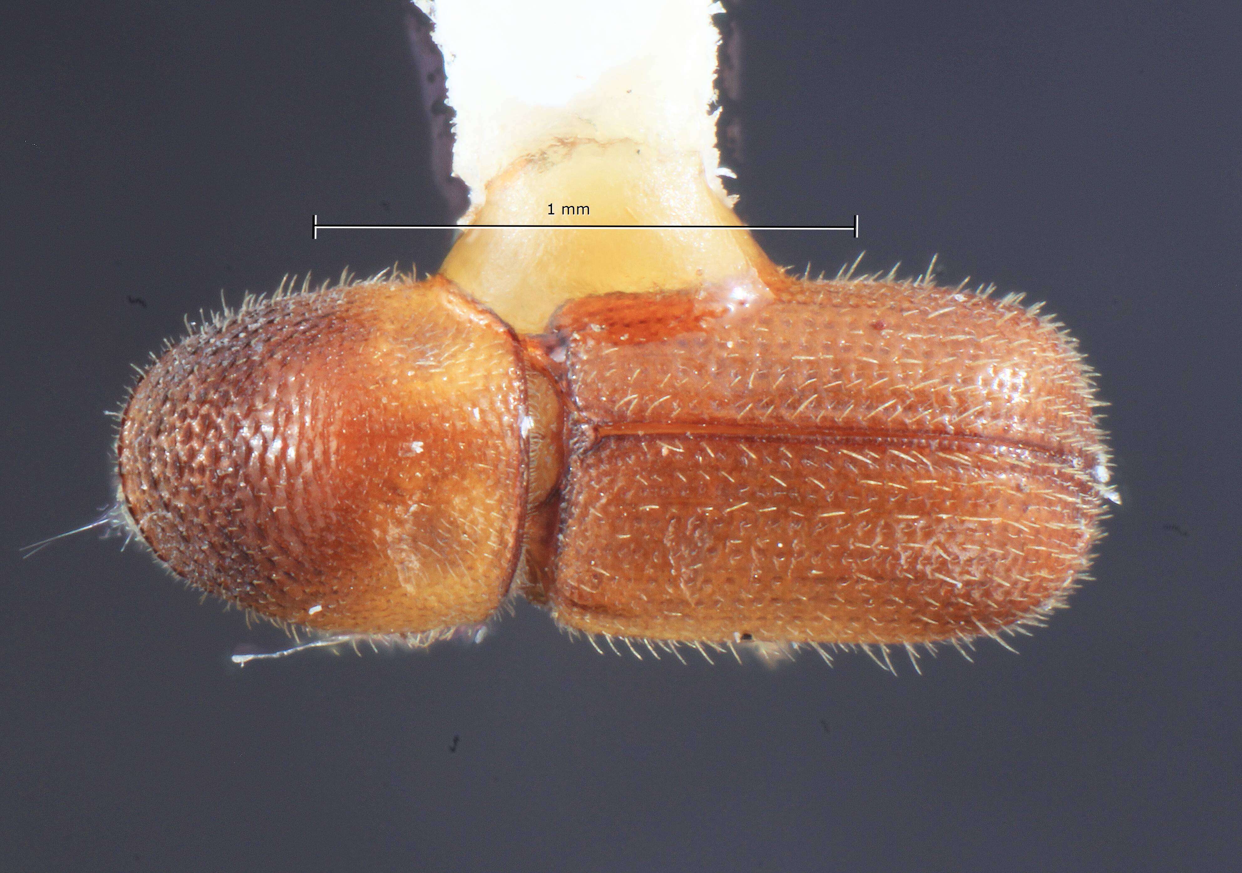 Image of Dendroterus resolutus Wood 1971
