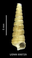 Image of Eumetula dilecta (Thiele 1912)