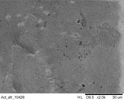 Image of Actophilornis Oberholser 1925