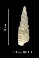 Слика од Eumetula dilecta (Thiele 1912)