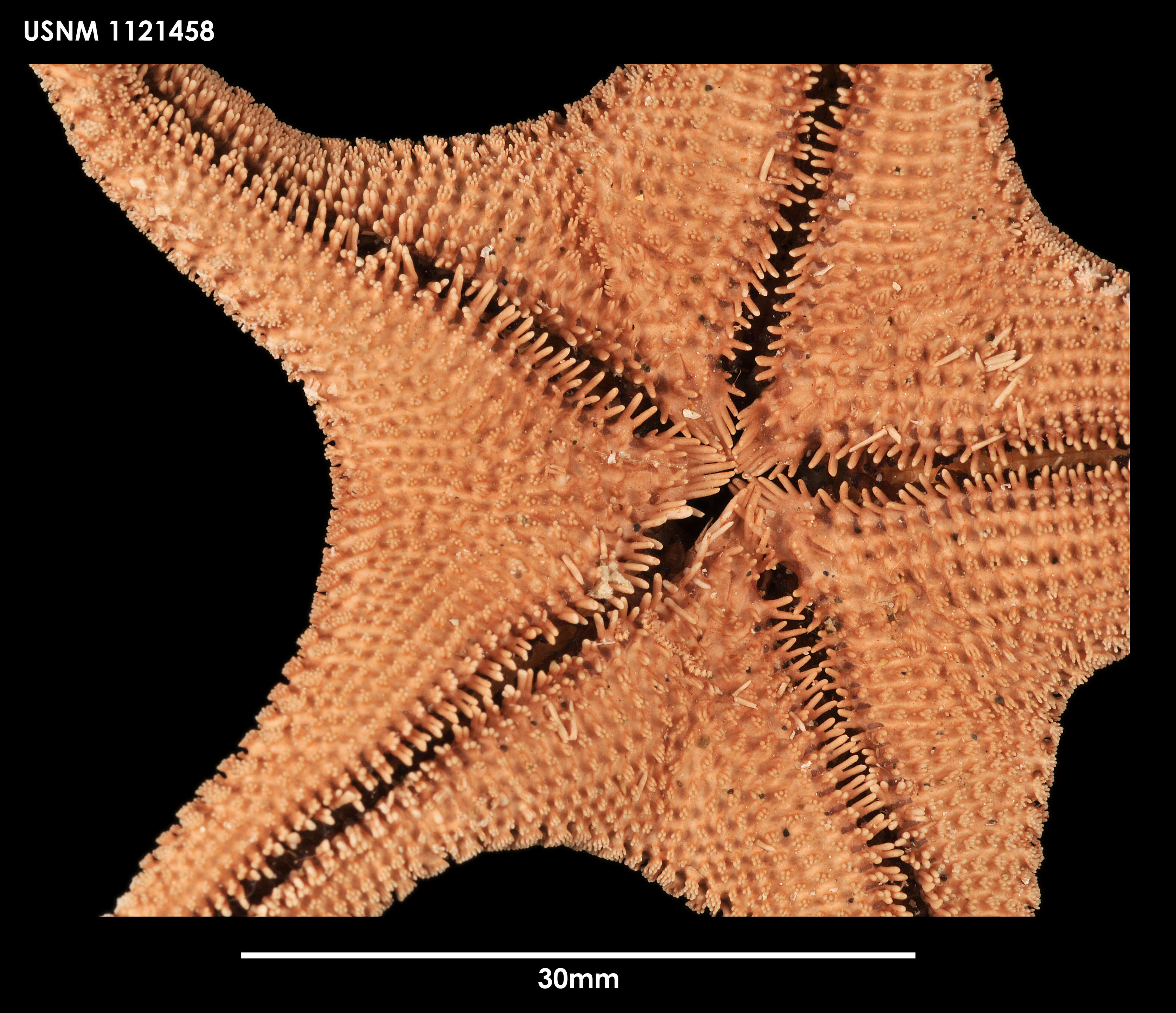 Image of Cycethra