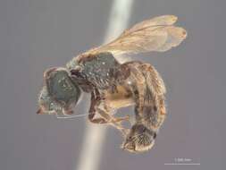 Image of Halictus