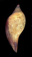 Image of Scaphella evelina Bayer 1971