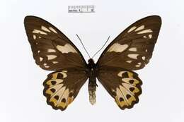 Слика од Ornithoptera richmondia (Gray (1853))