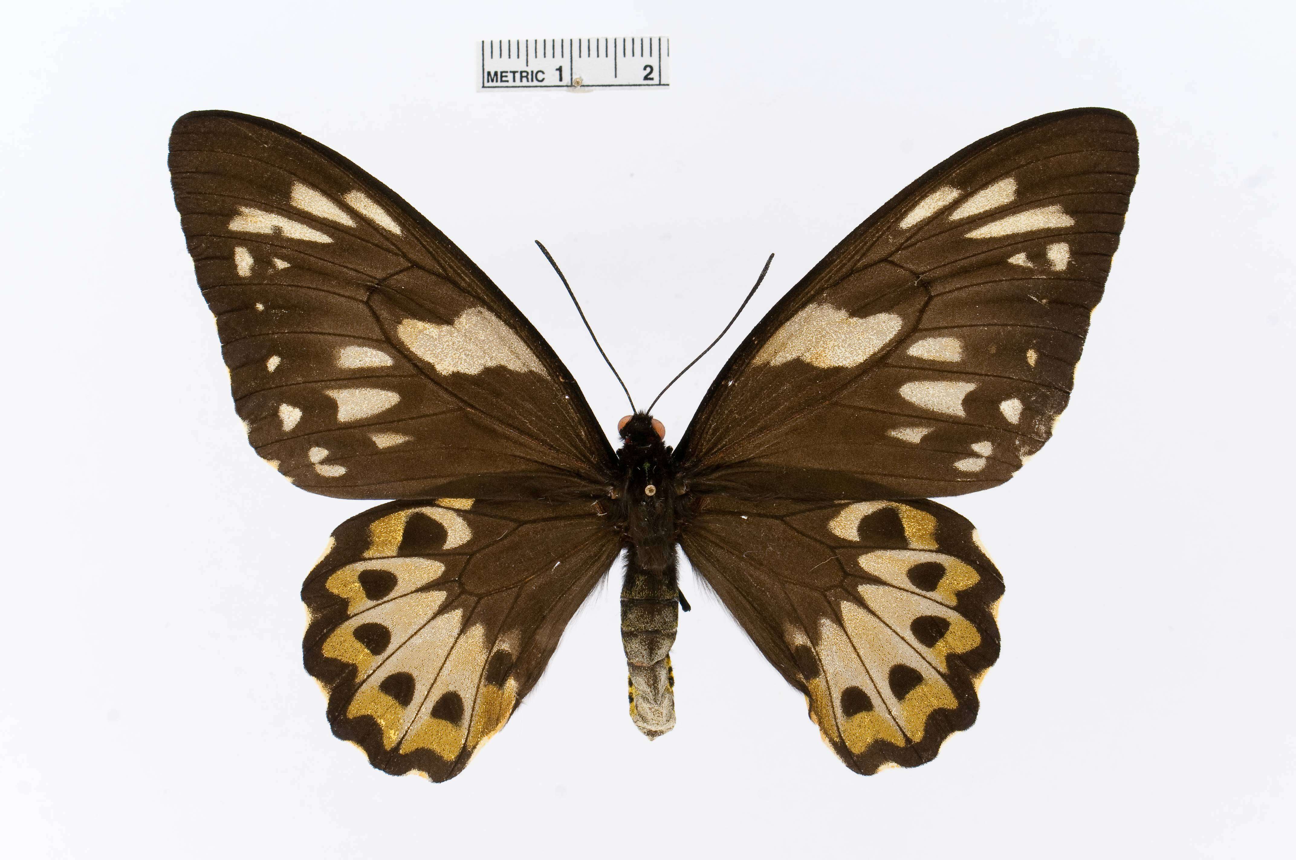 Image of Ornithoptera richmondia (Gray (1853))