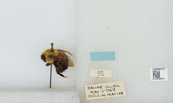 صورة Bombus bimaculatus Cresson 1864