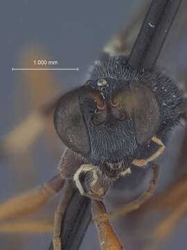 Image of Trychosis sulcata Townes 1962