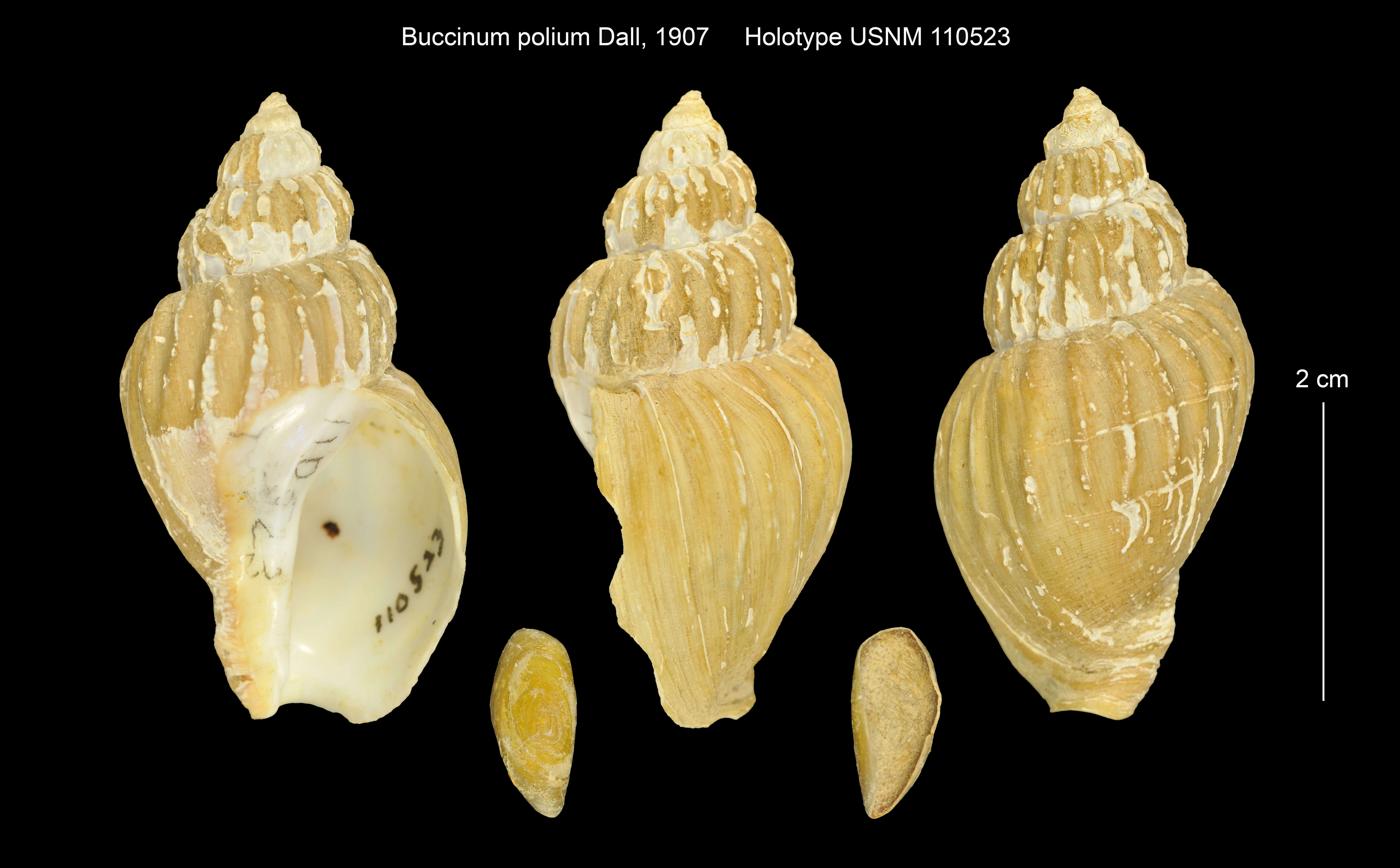 Image of Buccinum polium Dall 1907