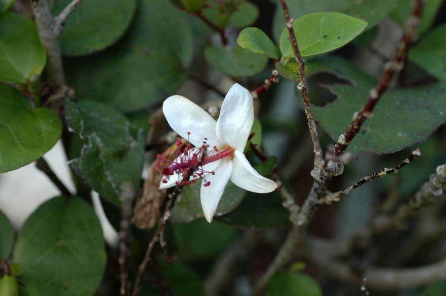 Image of white Kauai rosemallow