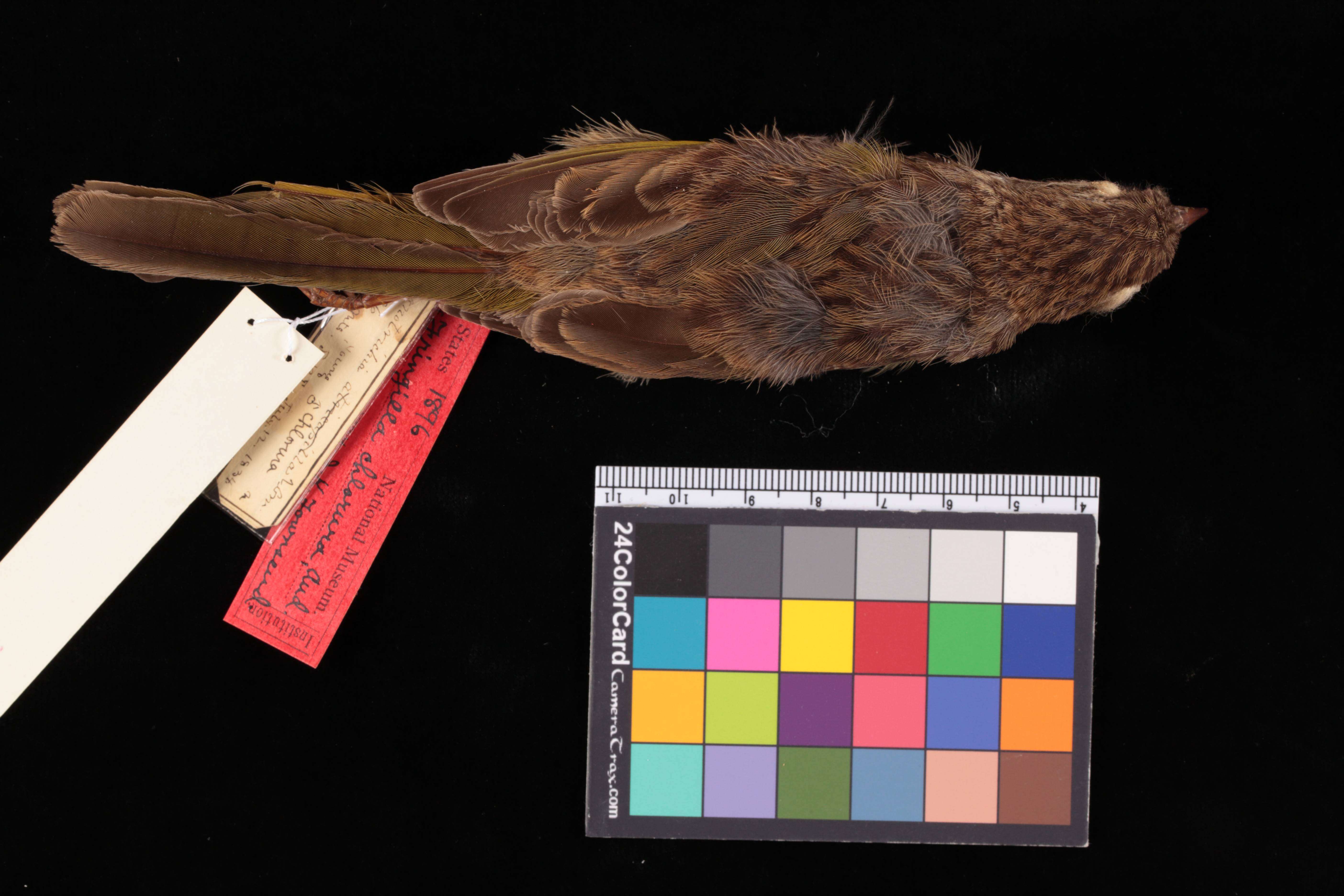 Image of Green-tailed Towhee