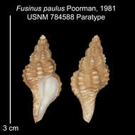 Image of Fusinus paulus Poorman 1981